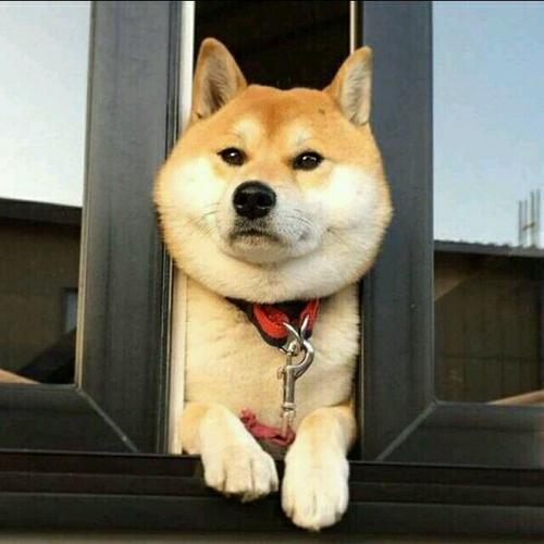 经典狗狗头像图片大全女生头像