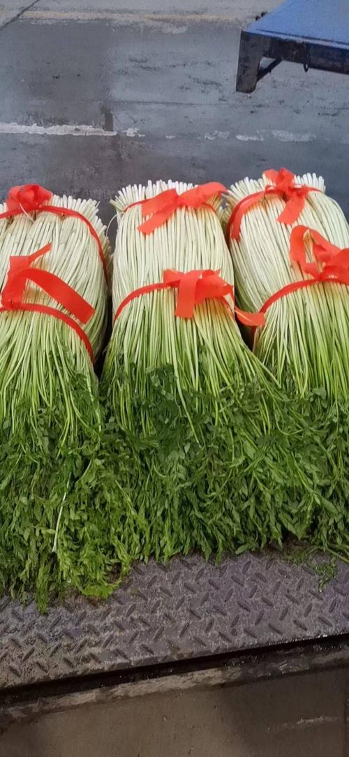 金坛水芹节节芹