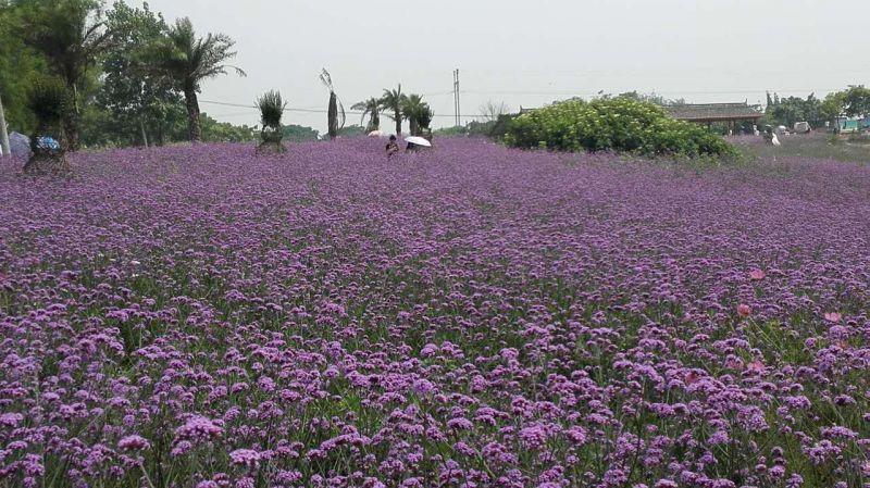 荣昌:马鞭草竞相绽放 紫色花海醉游人