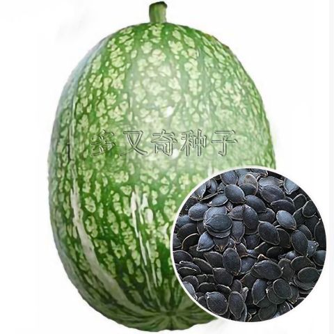 云南黑籽南瓜粉丝瓜瓜类野西瓜种子