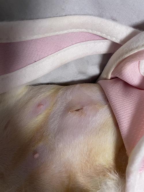 【讨论】想问问姐妹们这家绝育可吗?