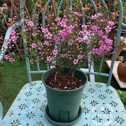 澳洲腊梅盆栽进口杰拉尔顿腊花室内阳台花卉耐寒多年生带花苞包邮