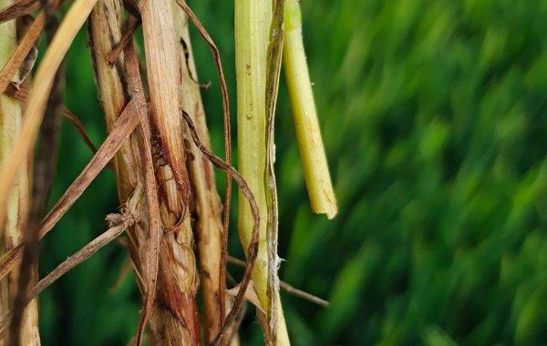 小麦纹枯病发生严重用什么药剂防治效果好