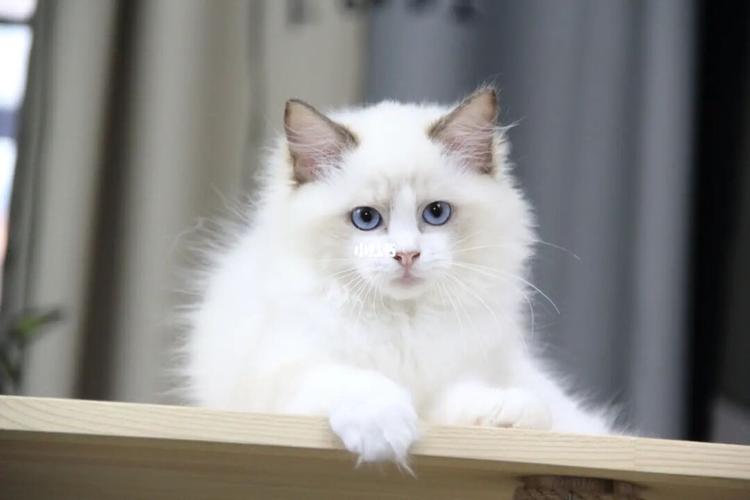 布偶猫_布偶猫_手套_大眼睛_宠物_德语_宠物_猫_晒猫