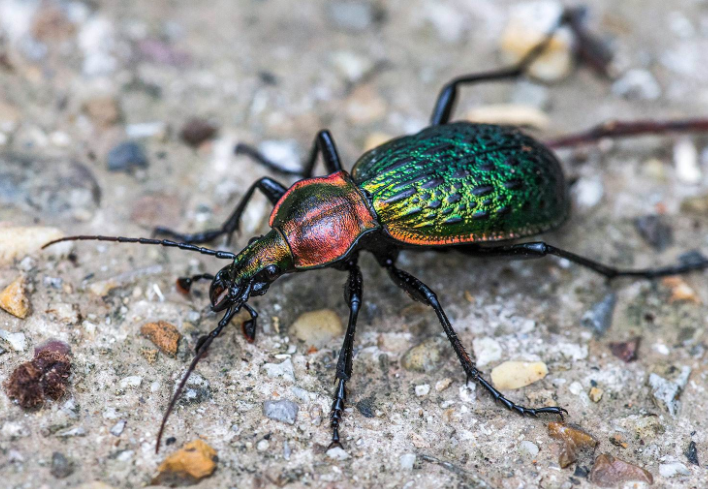全球十大珍稀昆虫排行榜 第二名已经灭绝,第九名为蝴蝶