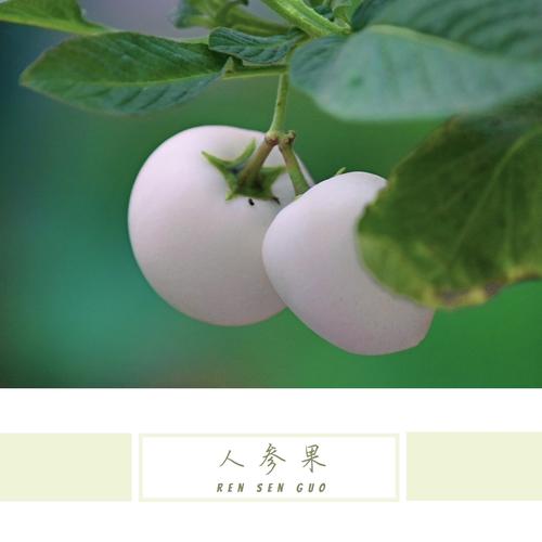 【首发】人参果