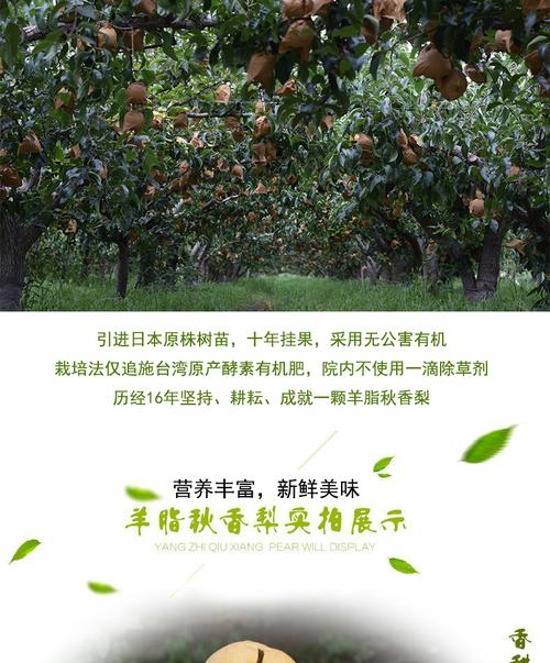 万润丰羊脂秋香梨有机水果当季新鲜脆梨山东秋月梨园直供梨子5斤_晓荐