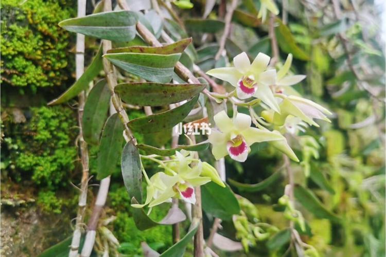 内容提要: 铁皮石斛为兰科石斛属多年生附生草本植物,别称黑节草