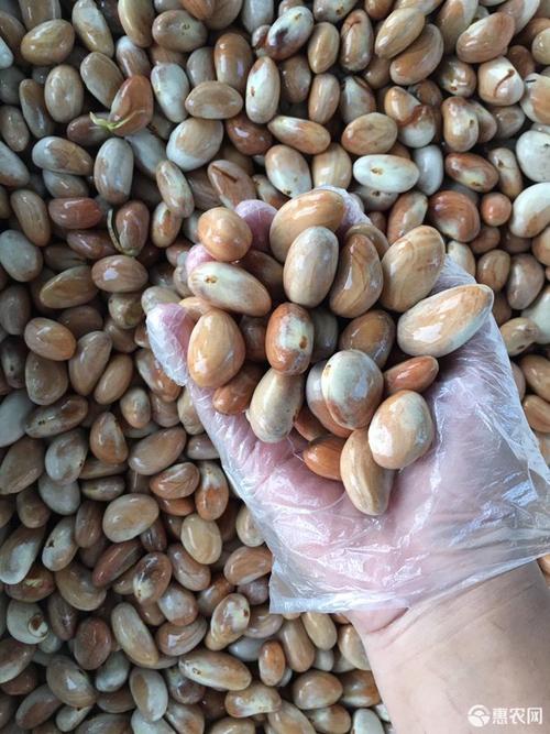 海南菠萝蜜苗 海南菠萝蜜种子 新鲜晾干晒干每天都是新鲜的