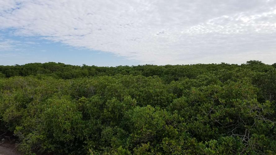 龙海紫泥岛红树林保护区