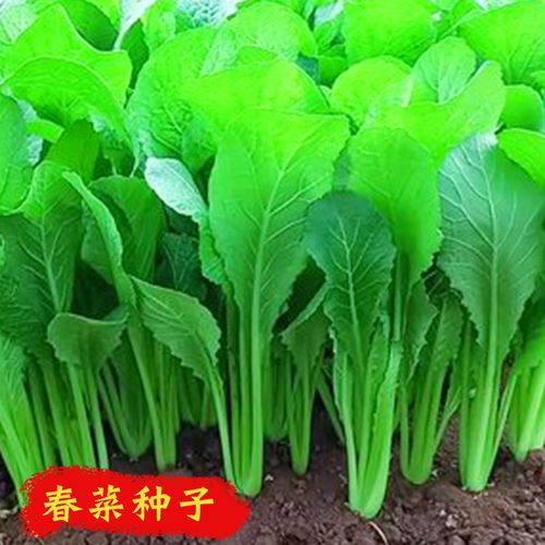 正源春菜种子香芥菜四季春季家庭菜园阳台盆栽易种蔬菜种孑菜种籽