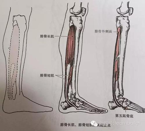 广州成人芭蕾学习者必知之脚背