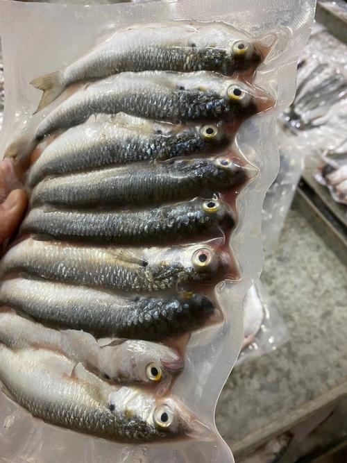 大淘人折扣商城 美食 斋鱼新鲜上岸海鲜湛江硇洲唐鱼