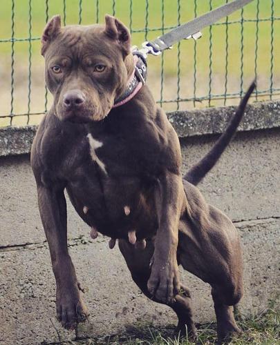 罗威纳犬能击败比特犬吗?从体型,咬合力,智商来看,它输得不冤