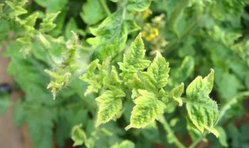 番茄病毒病对产量和品质的影响都很大,注重这三点