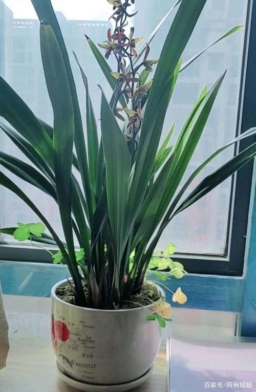 墨兰---嫦娥奔月