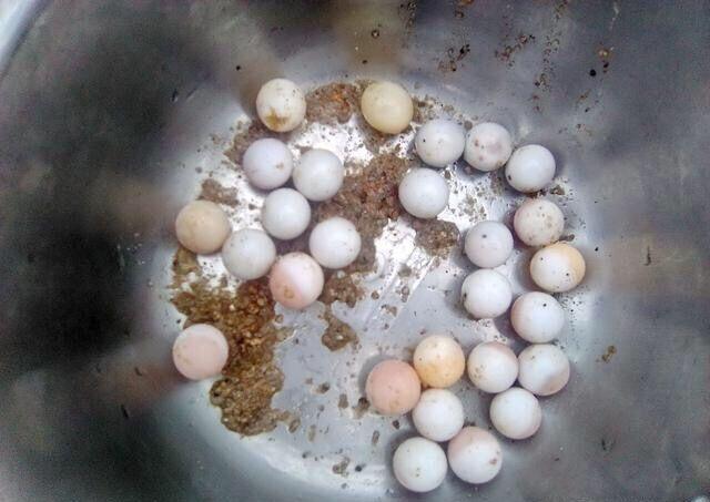 整理出来的甲鱼蛋,准备放回原处.