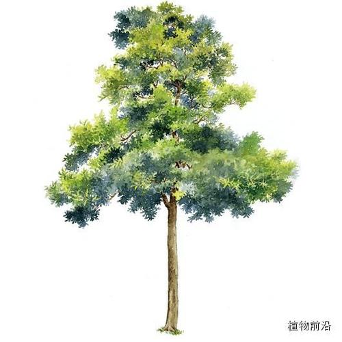 快来认树了! 101种带名字的手绘植物立面图