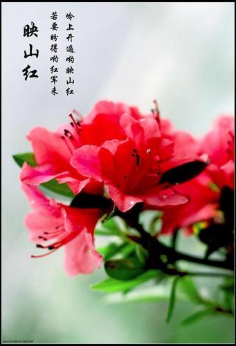 若要盼得哟红军来,    岭上开遍哟映山红!
