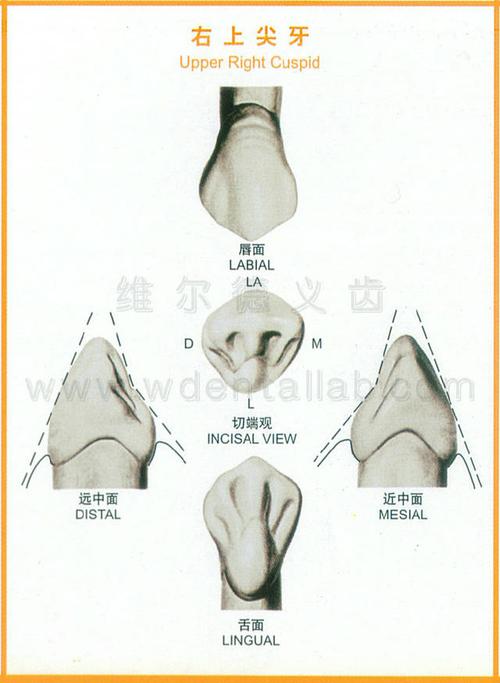 牙齿的解剖形态图大全