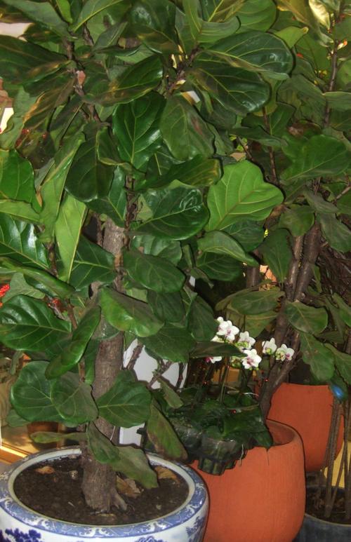 花卉园之一九九七(琴叶榕盆栽)