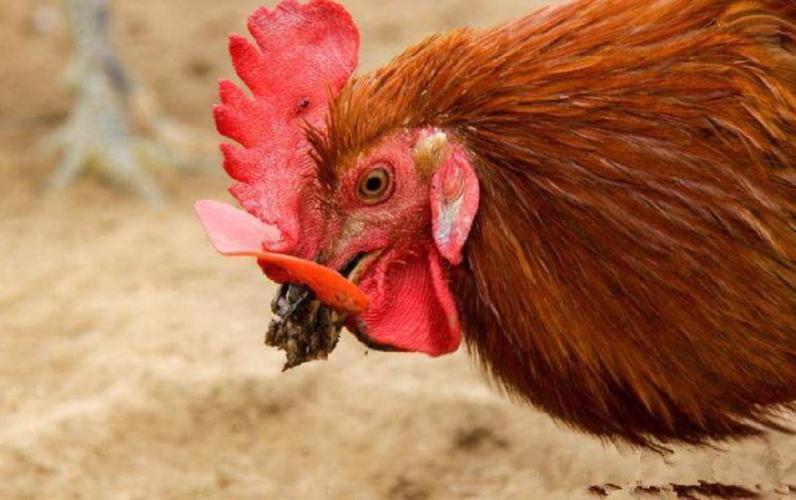 吃了鸡头鸡冠会