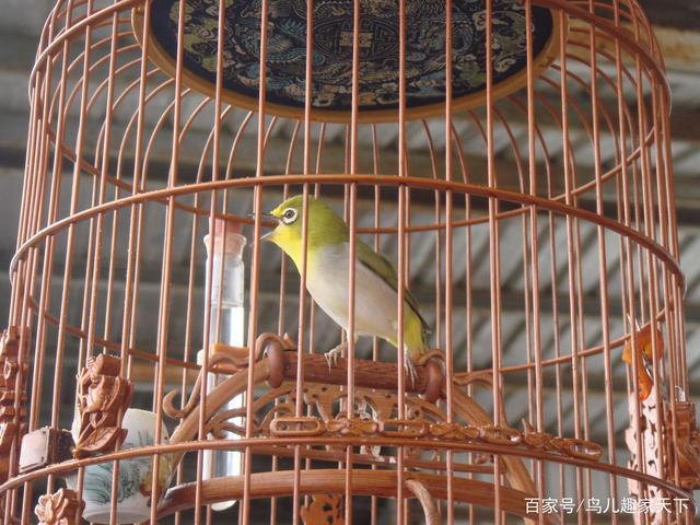 什么样的绣眼鸟才能大唱