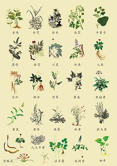 草本植物-花瓣网|陪你做生活的设计师 | 中草药材