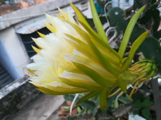 随拍什锦花飘香