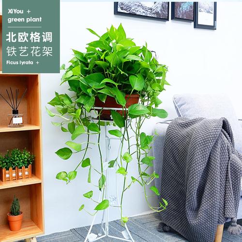 购客360大绿萝长藤垂吊室内盆栽吸甲醛净化空气带吸水盆绿箩植物_易购