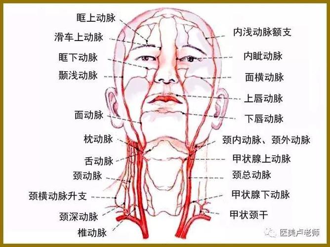 眼睑部位的动脉分布
