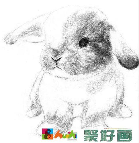 小兔子素描画技巧