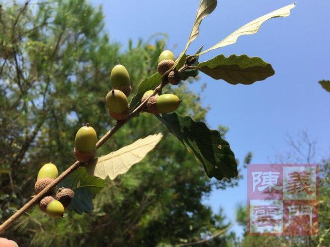 500g促销庐山纯栗子粉橡子粉天然择子粉野生泽子豆腐橡子凉粉-图2