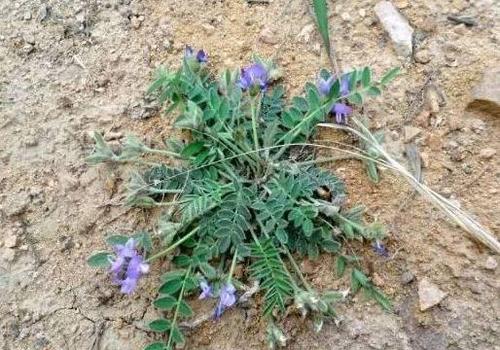 农村这野草,俗称"米布袋",能消炎解毒补肝肾,若遇见,勿错过