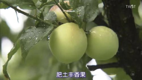 《人生果实》:生活本身,足以动人