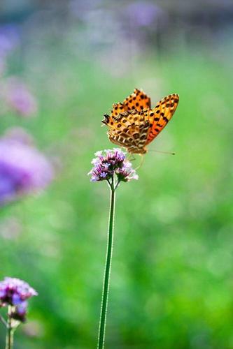 原来,这才是中年人的爱情!