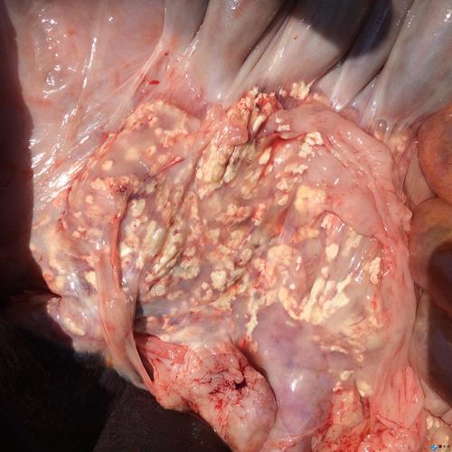 结核杆菌? 2017-01-31