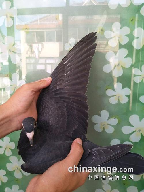 清一色的黑鸽子 鸽友们欣赏