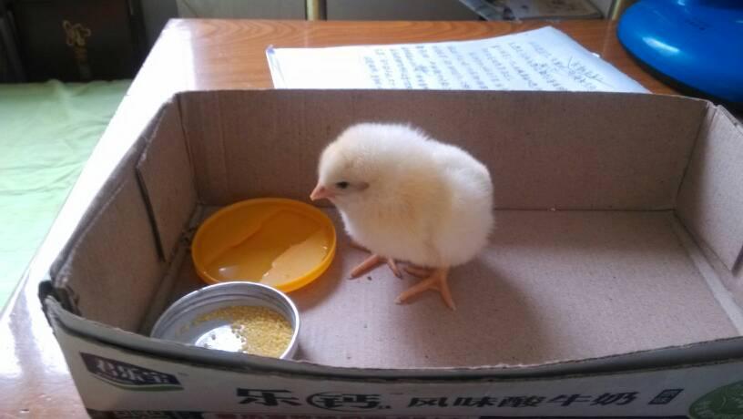 小鸡吃什么啊.是生的小米吗.可以喝水吗.急急急.定采纳