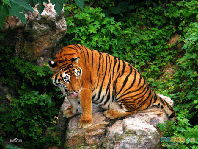 大蜀山野生动物园