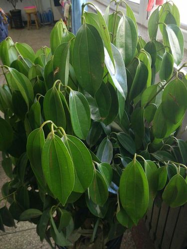 平安树叶子都耷拉下来了,水已经浇头了,叶子有些变黄