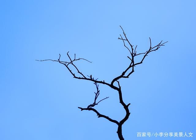 普通的树枝能拍出空灵的效果吗?他用一组照片诠释树枝的灵气
