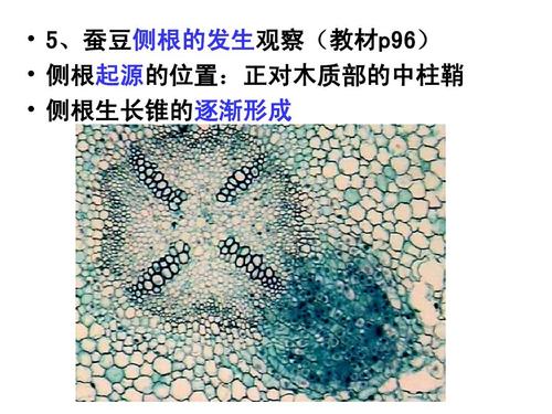 西华师范大学生命科学学院实验课ppt   5,蚕豆侧根的发生观察(教材p96