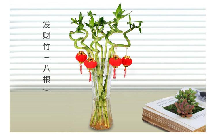 转运竹水培植物办公室转运珠盆栽 专车配送