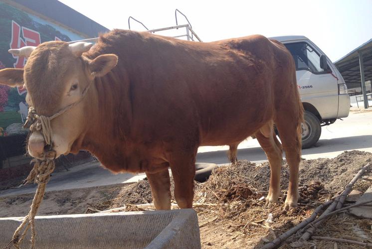 黄牛车 - 优质问答专区