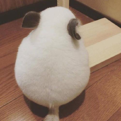 圆滚滚的龙猫,白色的毛,好像毛绒玩具