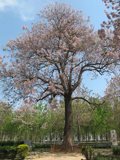 【植树节特别活动】上传照片,说说你都认识哪些树,还有豆子徽章送哦!