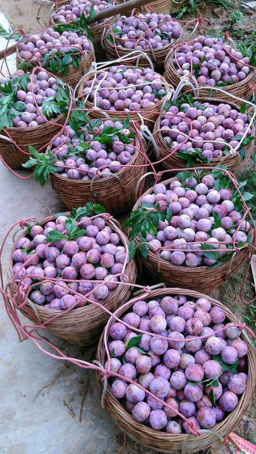 银妃李又名猪血李