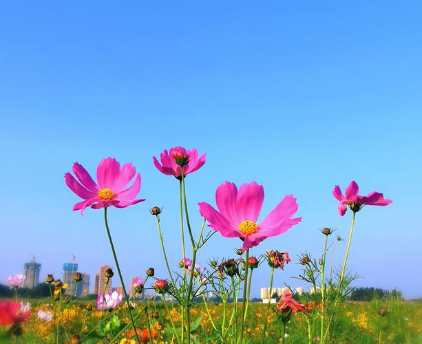 格桑花它又称格桑梅朵在藏语的意思中格桑代表幸福所以也可以叫幸福花