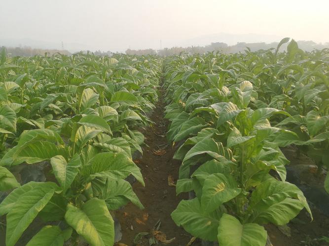 盈江县烤烟大田长势